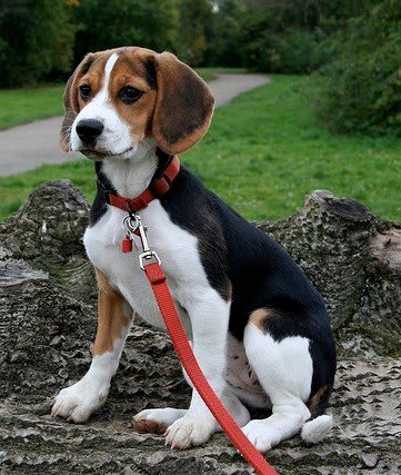 Buster